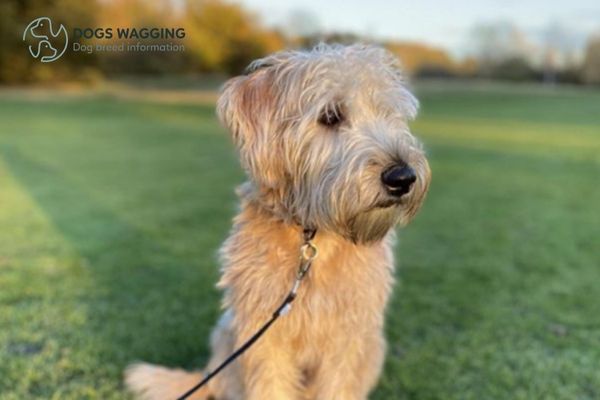 Appearance of Wheaten Terrier mixes