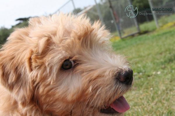 Wheaten Terrier Mix The Ultimate Handbook