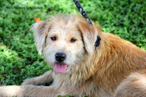 Grooming tips for Wheaten Terrier mixes 