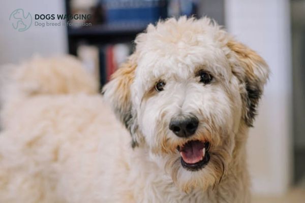 Health issues of Wheaten Terrier mixes