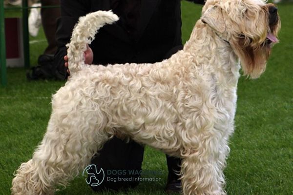 Training for Wheaten Terrier mix 