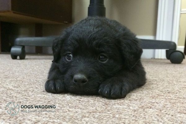 Does a Black Golden Retriever Puppy Exist?