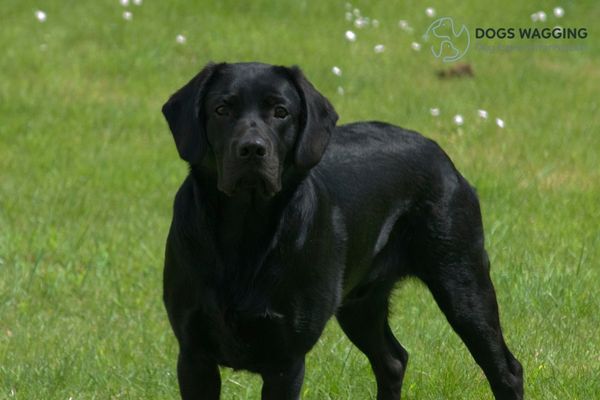 The Black Labrador looks like the Black Golden Retriever