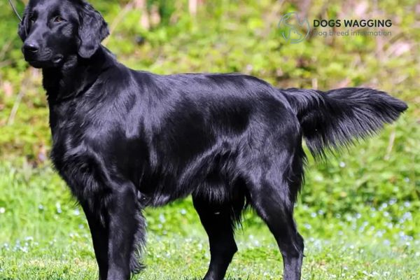 Black Golden Retriever Puppy Do Black Golden Retriever Puppies Exist