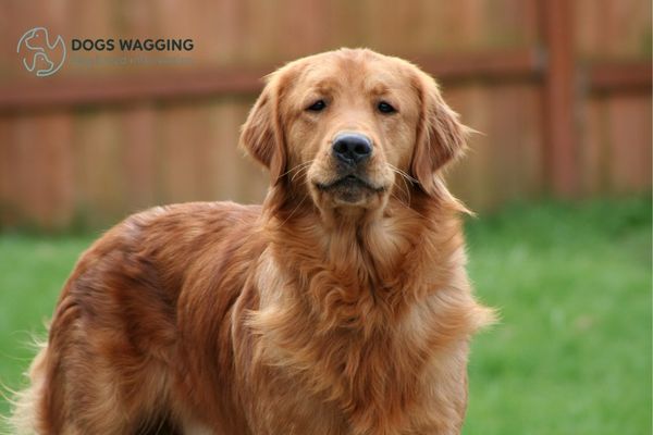 Recognized Golden Retriever Colors