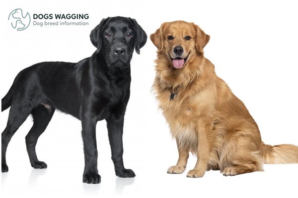 The Golden Retriever and the Flat-Coated Retriever