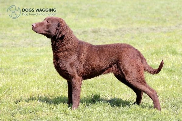 Chesapeake Bay Retriever Colors Top 9 Enchanting Coat Colors