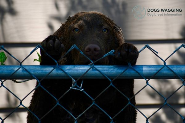 The Dark Brown Chesapeake Bay Retriever Coloring