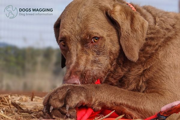 The Light Brown Chesapeake Bay Retriever Colors