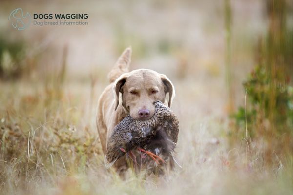 The Dead Grass Chesapeake Bay Retriever Coat Colors