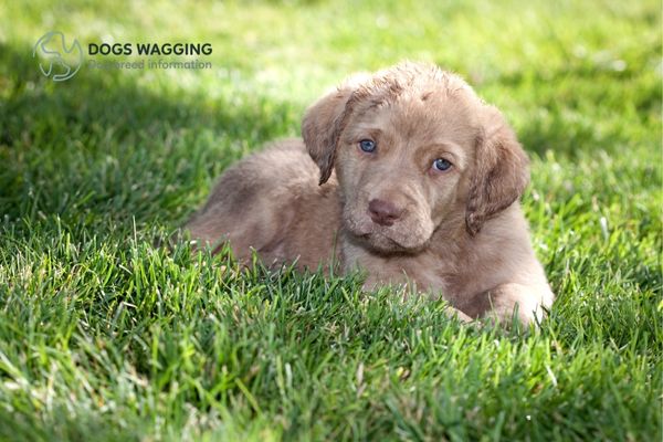 The Light Dead Grass Chesapeake Bay Retriever