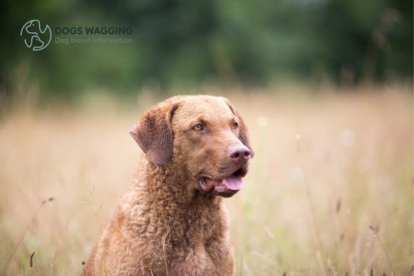 Chesapeake Bay Retriever Colors Top 9 Enchanting Coat Colors