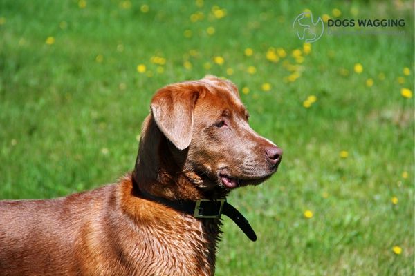 The Tan Chesapeake Bay Retriever Coloring