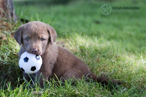 The ash Chesapeake Bay Retriever