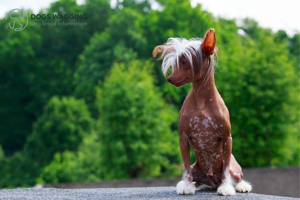 The Chinese Crested