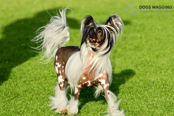 Chinese Crested Dog Cross French Bulldog after grooming