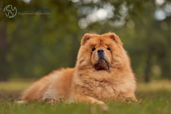 The Chow Chow