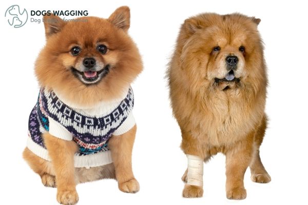 Chow Chow Pomeranian Mix What You Need To Know