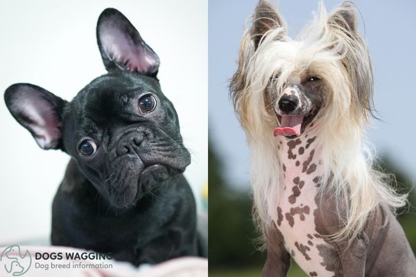 How Long Can a French Bulldog Chinese Crested Dog Live?