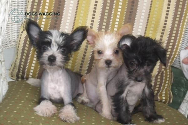 French Bulldog Chinese Crested Dog Puppies