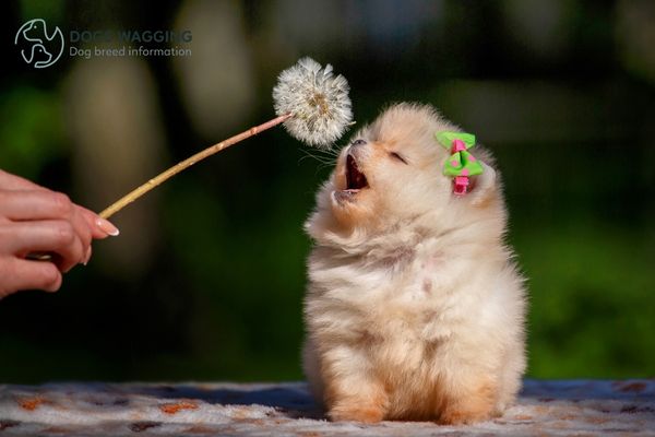 The Pomeranian Chow Mix after grooming