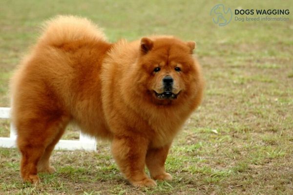 Health Issues of Chow Chow mixed with Pomeranian