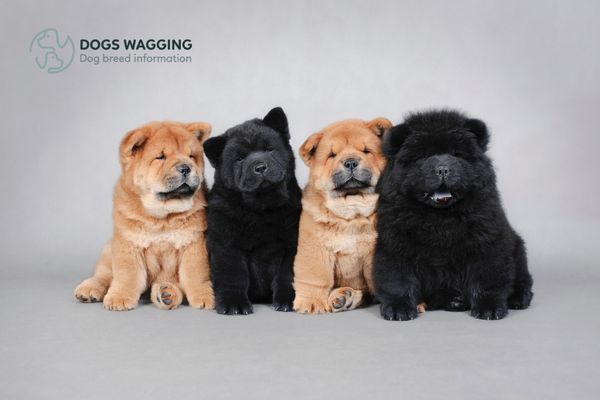 Pomeranian Mix Chow Chow puppies