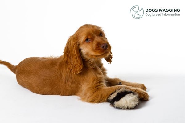 The Cocker Spaniel with tail