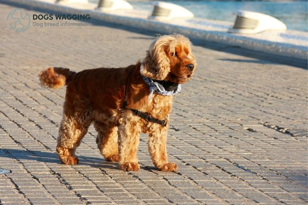 Why Dock a Cocker Spaniel Tail - All Things about Cocker Spaniel Tail Docking