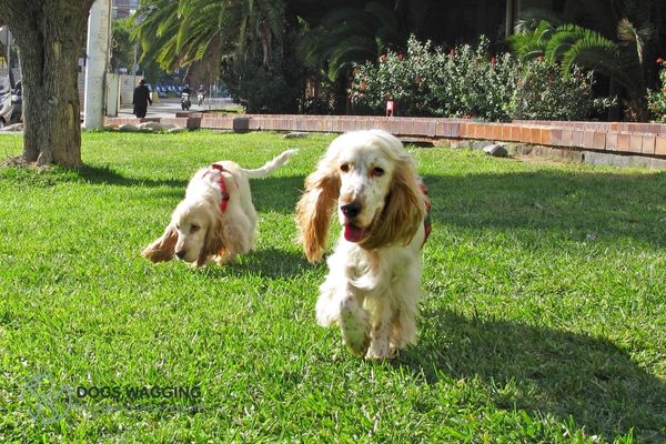 Chronic Health Issues for Cocker Spaniel Docked Tail