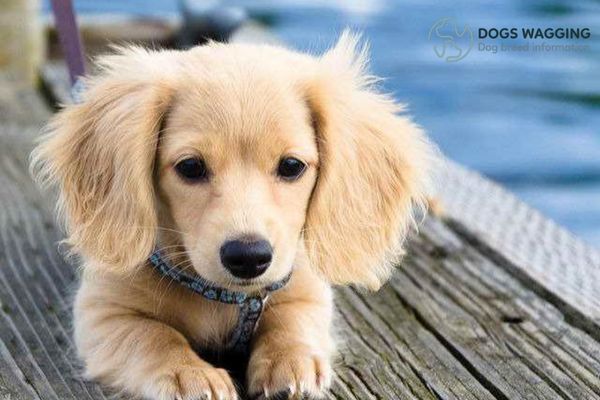 English Cream Long Haired Dachshund Temperament Traits