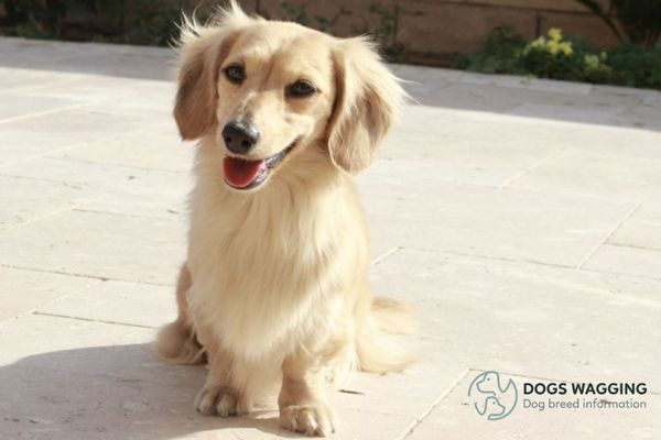 Cream Long Haired Dachshund All Fun Facts And Pictures