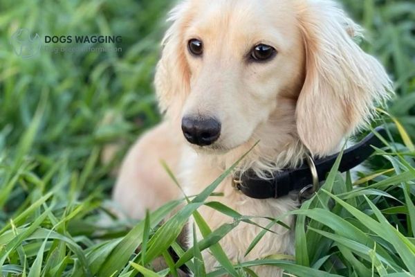 Cream Long Haired Dachshund All Fun Facts And Pictures