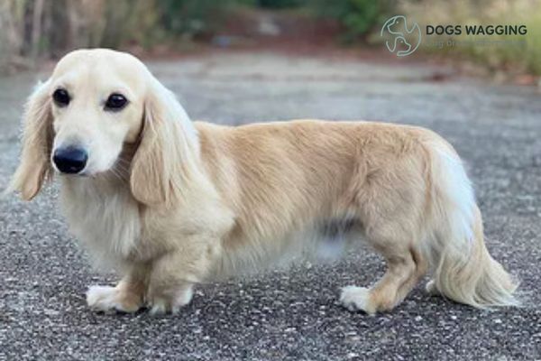 Are Long Haired Cream Dachshunds Aggressive?