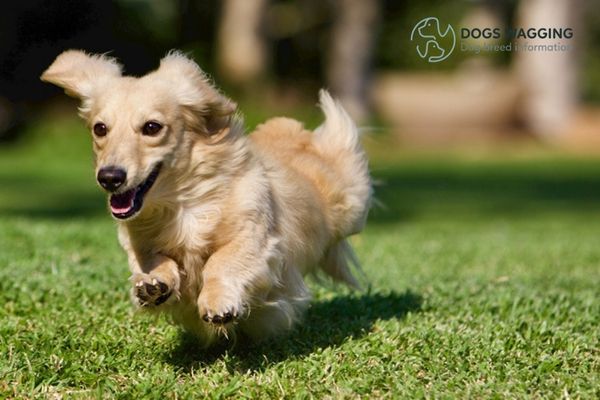 Cream Long Hair Dachshund Exercise Needs