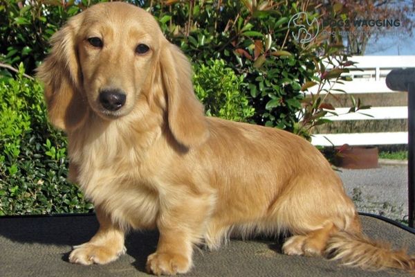 What Health Issues Do Cream Long Haired Dachshunds Have?