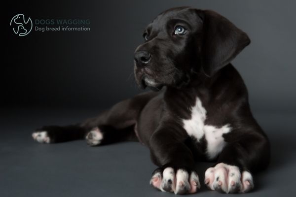 Mini Great Dane A Complete Guide for You