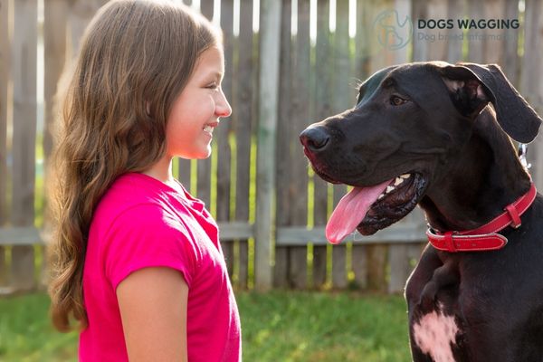 Are Miniature Great Danes Suitable with Kids and Other Pets?