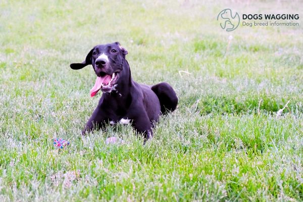 Mini Great Dane Breed exercise needs