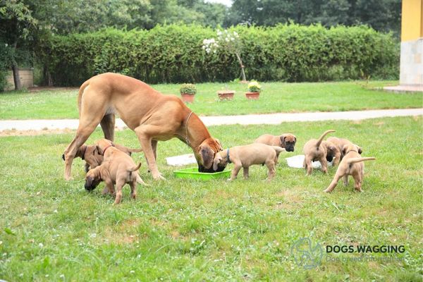 What Are Common Health Issues of Mini Great Danes?