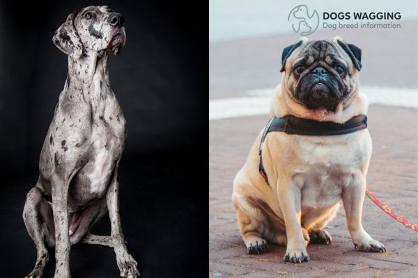 The Pug and the Great Dane