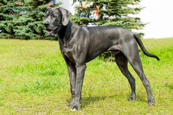 The Pug Great Dane Mix after grooming