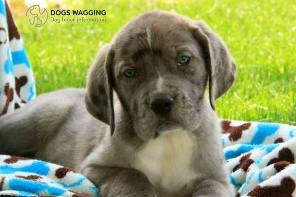 Great Dane Pug Mix Puppies